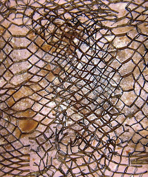 cartró, acrílic i òxid sobre fusta, 117×160 cm., 2007